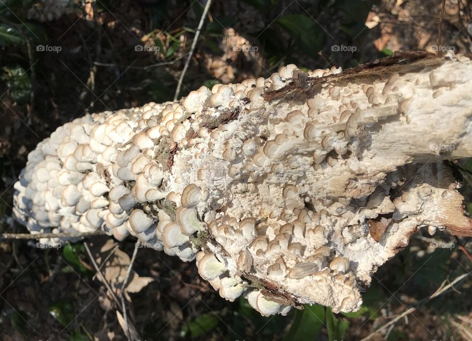 Mushrooms growing old wood! 