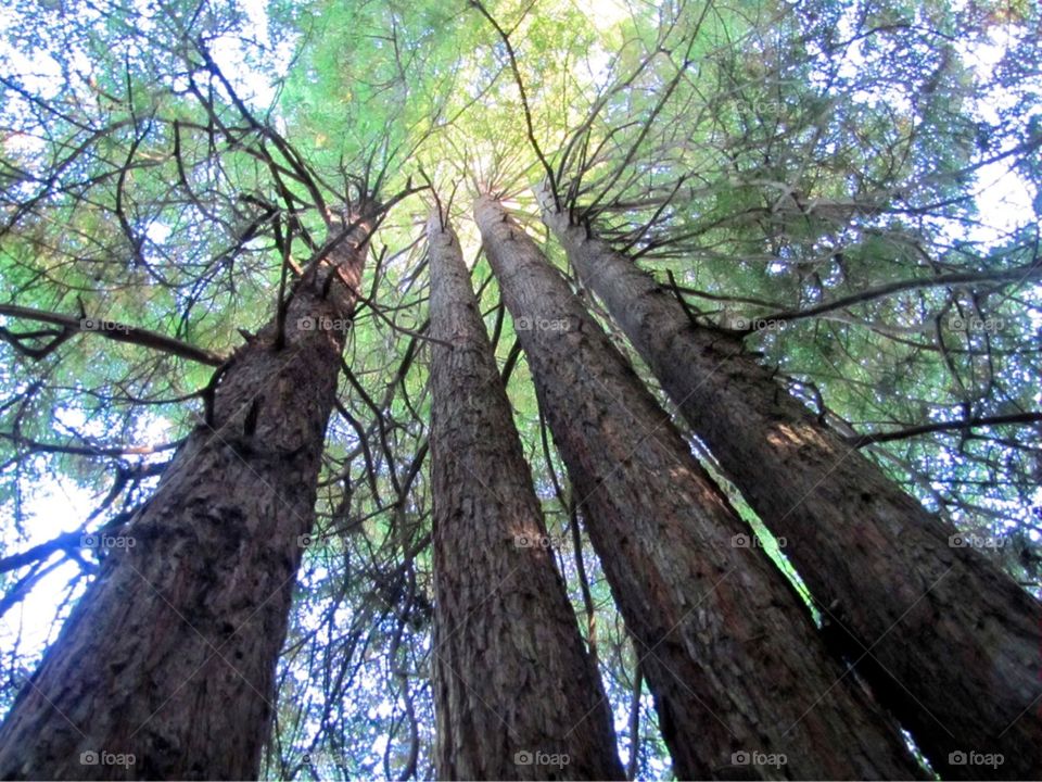 Four redwoods 