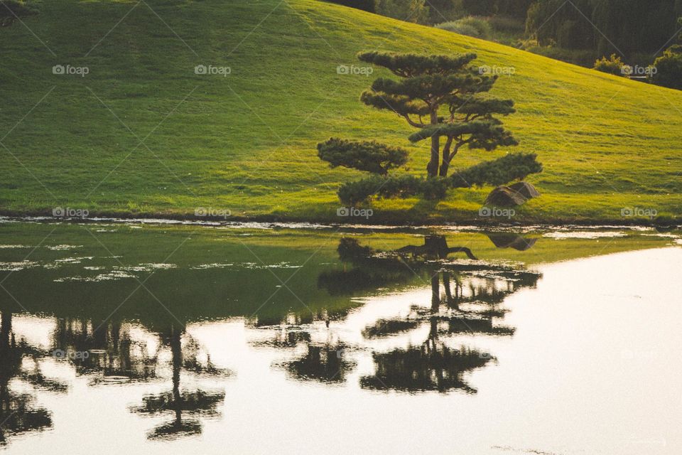 Reflection tree bonsai 