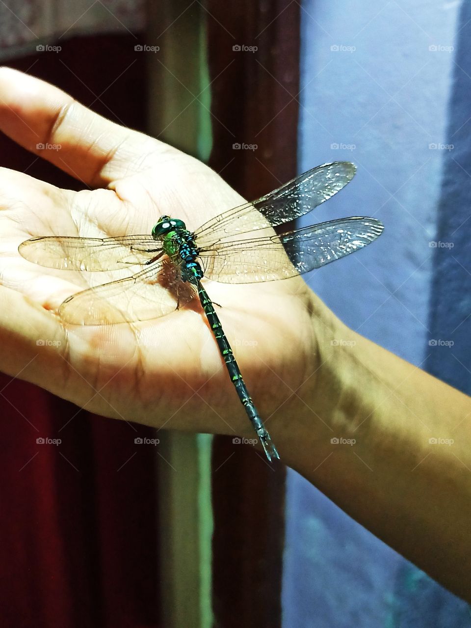 Dragonfly