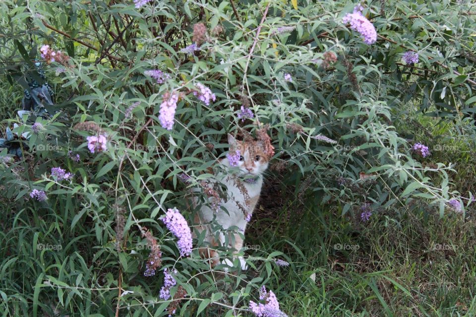 An orange and white cat stares blankly from behind a butterfly bush.