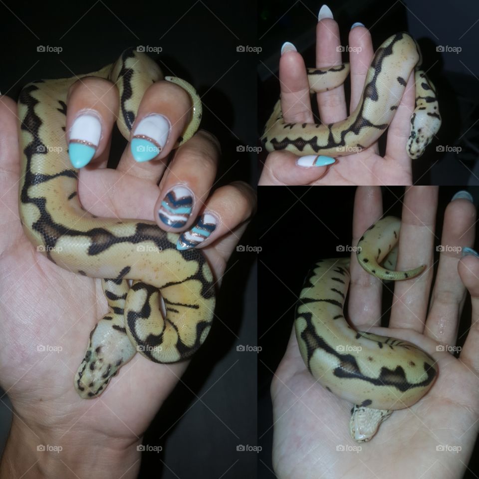 Pretty snake
Python regius 
Bumblebee