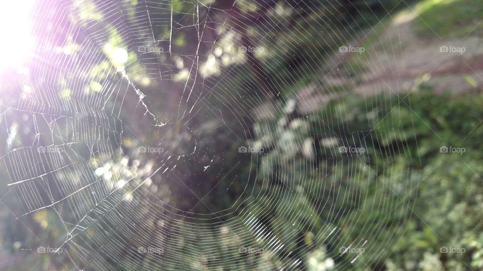 Spiderweb, Spider, Trap, Cobweb, Arachnid
