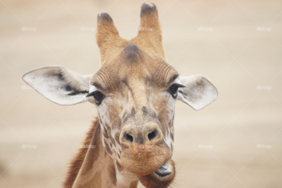 Portrait of giraffe