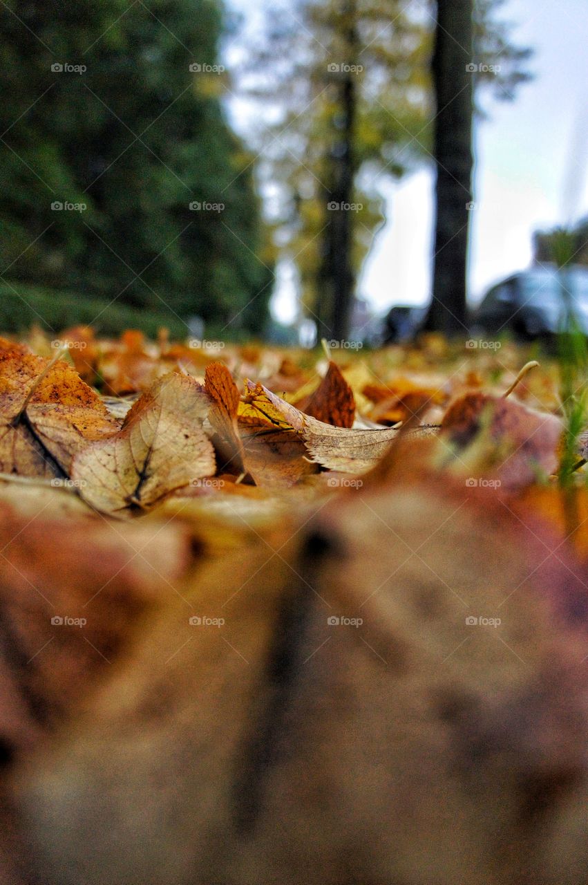 Leaves on a pavement 