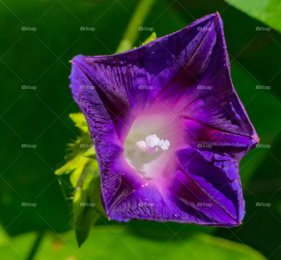 single purple flower