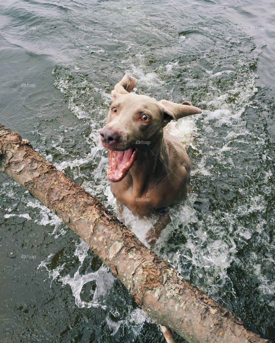 Dog fetching stick in water