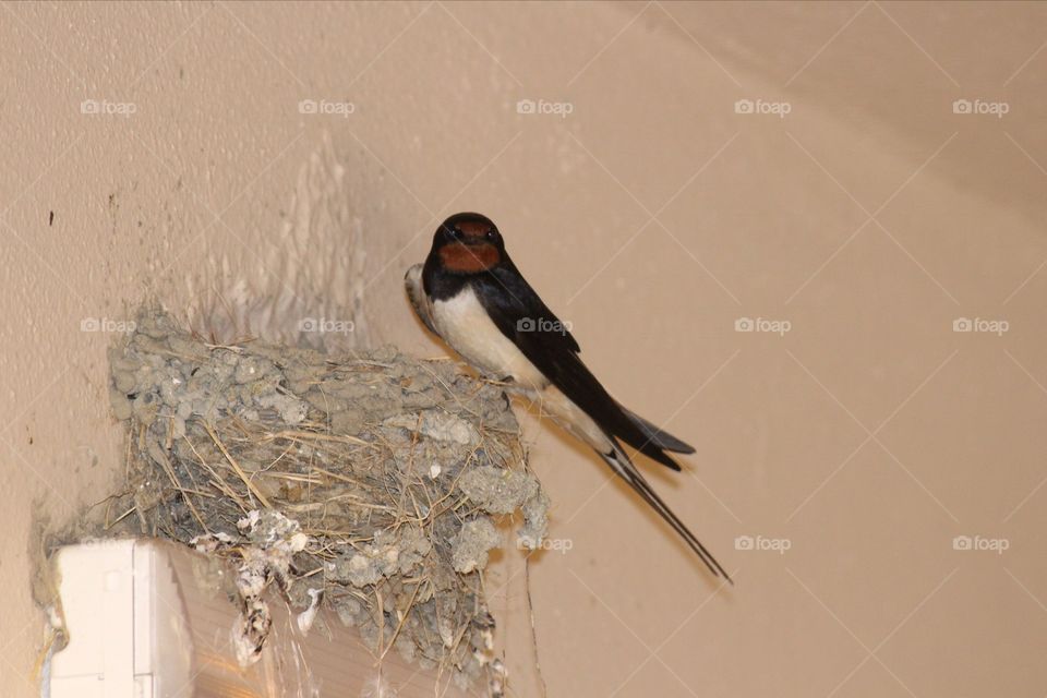 Curious swallow on nest