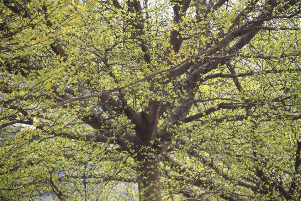 Spring is here ,and many new shoots have emerged from Terminalia lobate