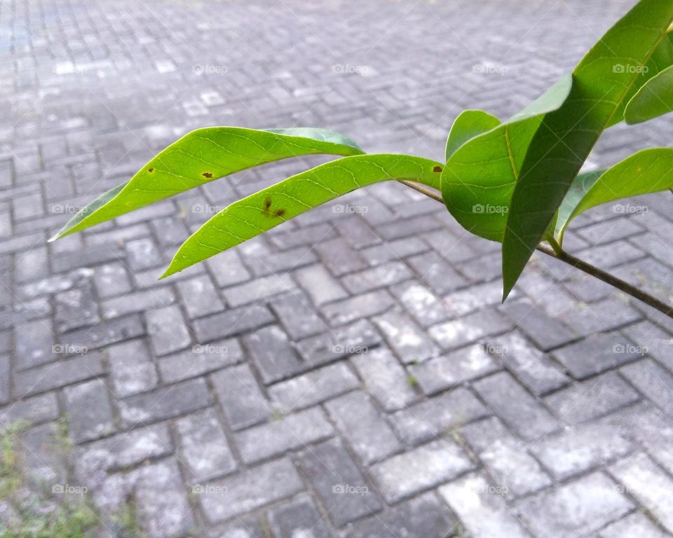 Langon leaf on the park