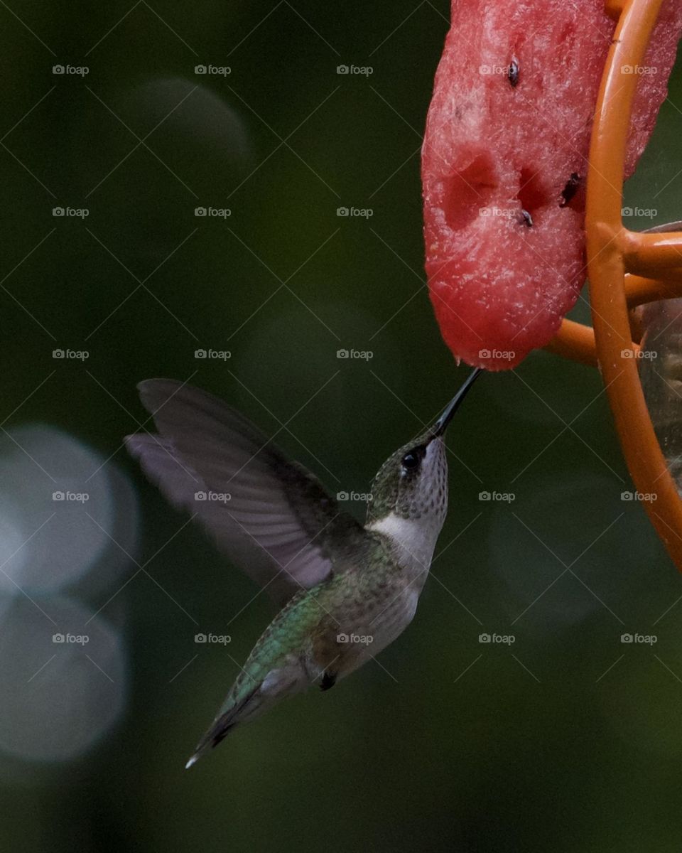 A hummingbird dip for a special treat