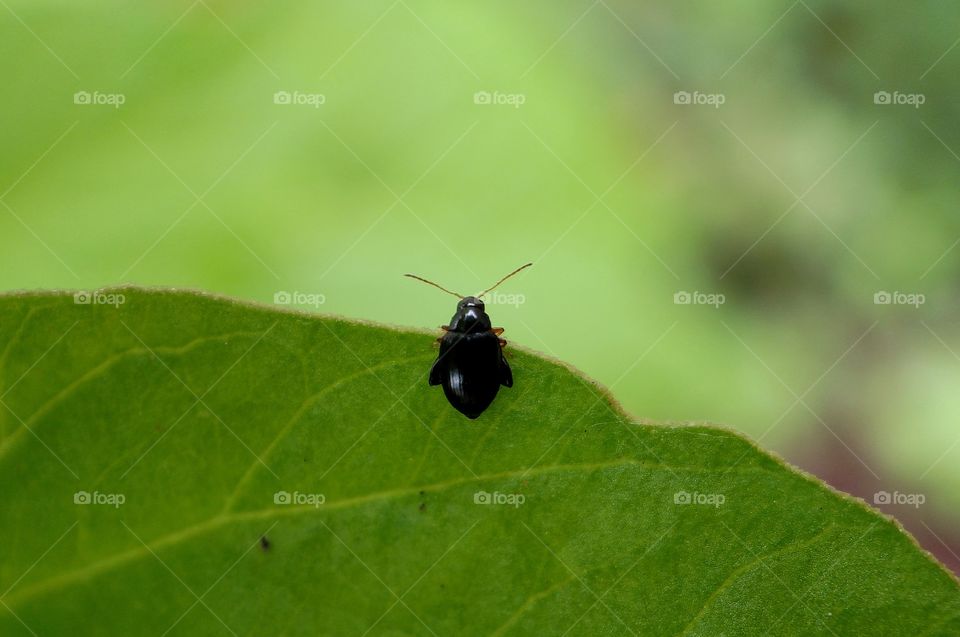 BEAUTIFUL BLACK BEETLE