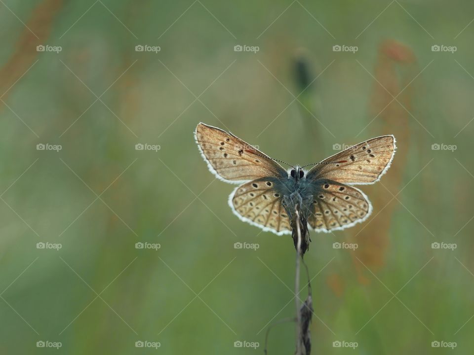 Bottom view of small butterfly