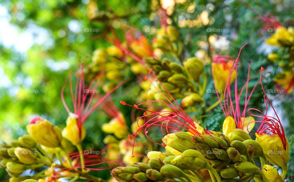 The beauty of flowers