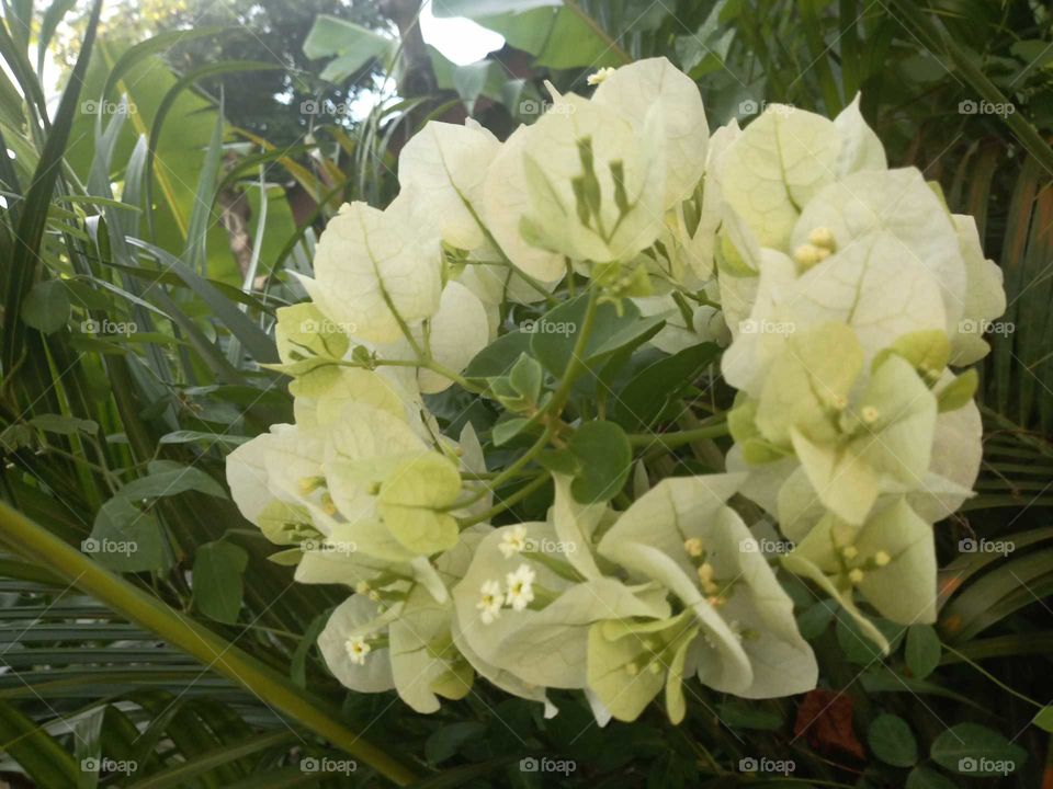 ring of lignum vitae