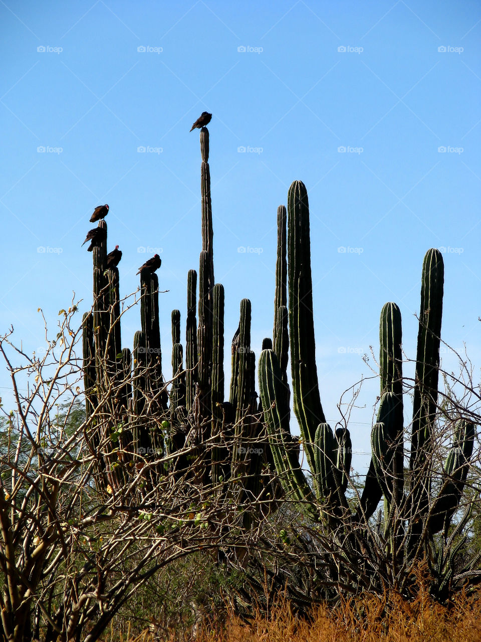 cactus