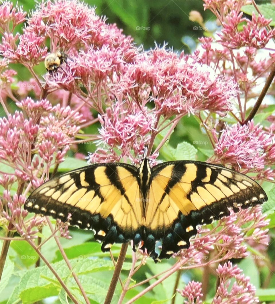 Butterfly among the blooms