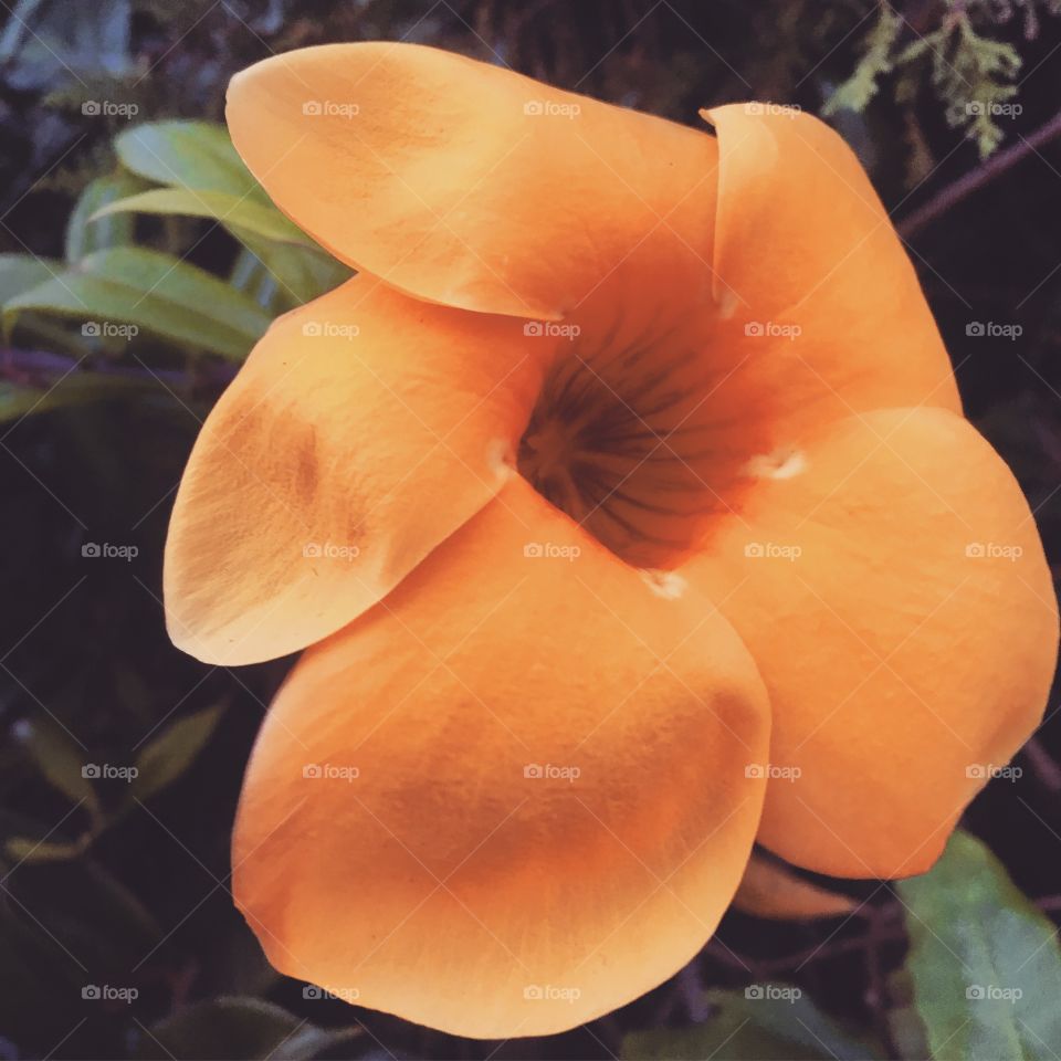 🌼#Flores do nosso #jardim, para alegrar e embelezar nosso dia!
#Jardinagem é nosso #hobby.
🌹
#flor #flowers #flower #pétalas #garden #natureza #nature #flora