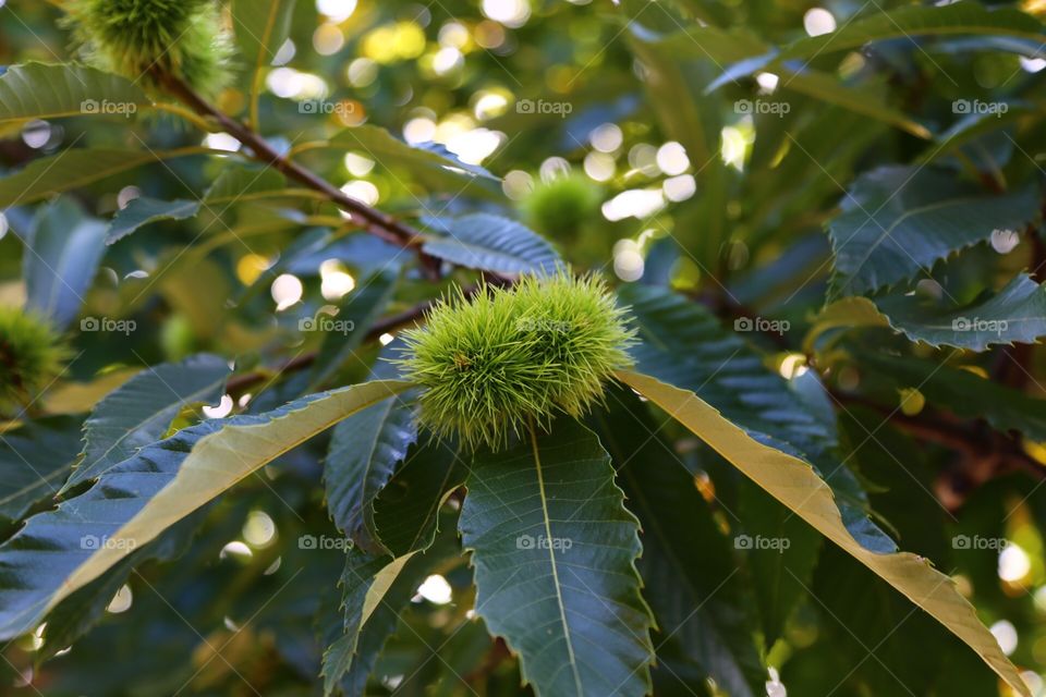 Chestnut tree