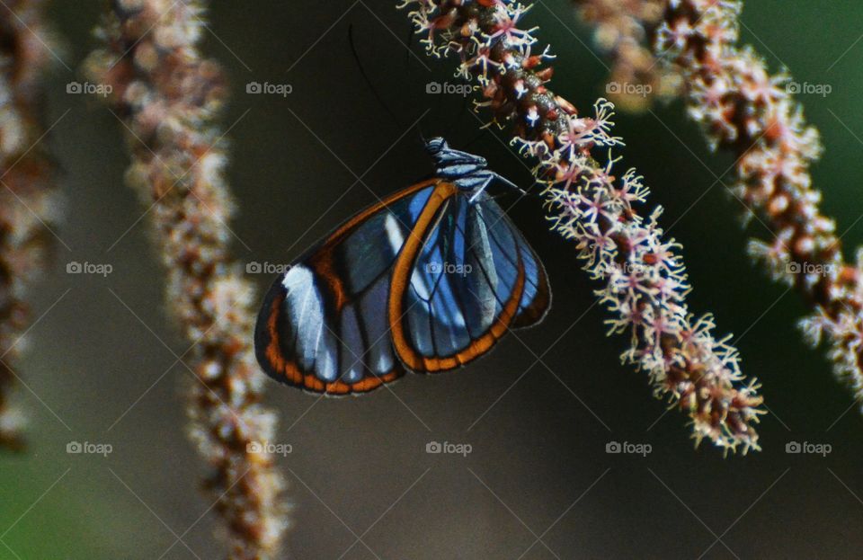 Glass Winged Butterfly
