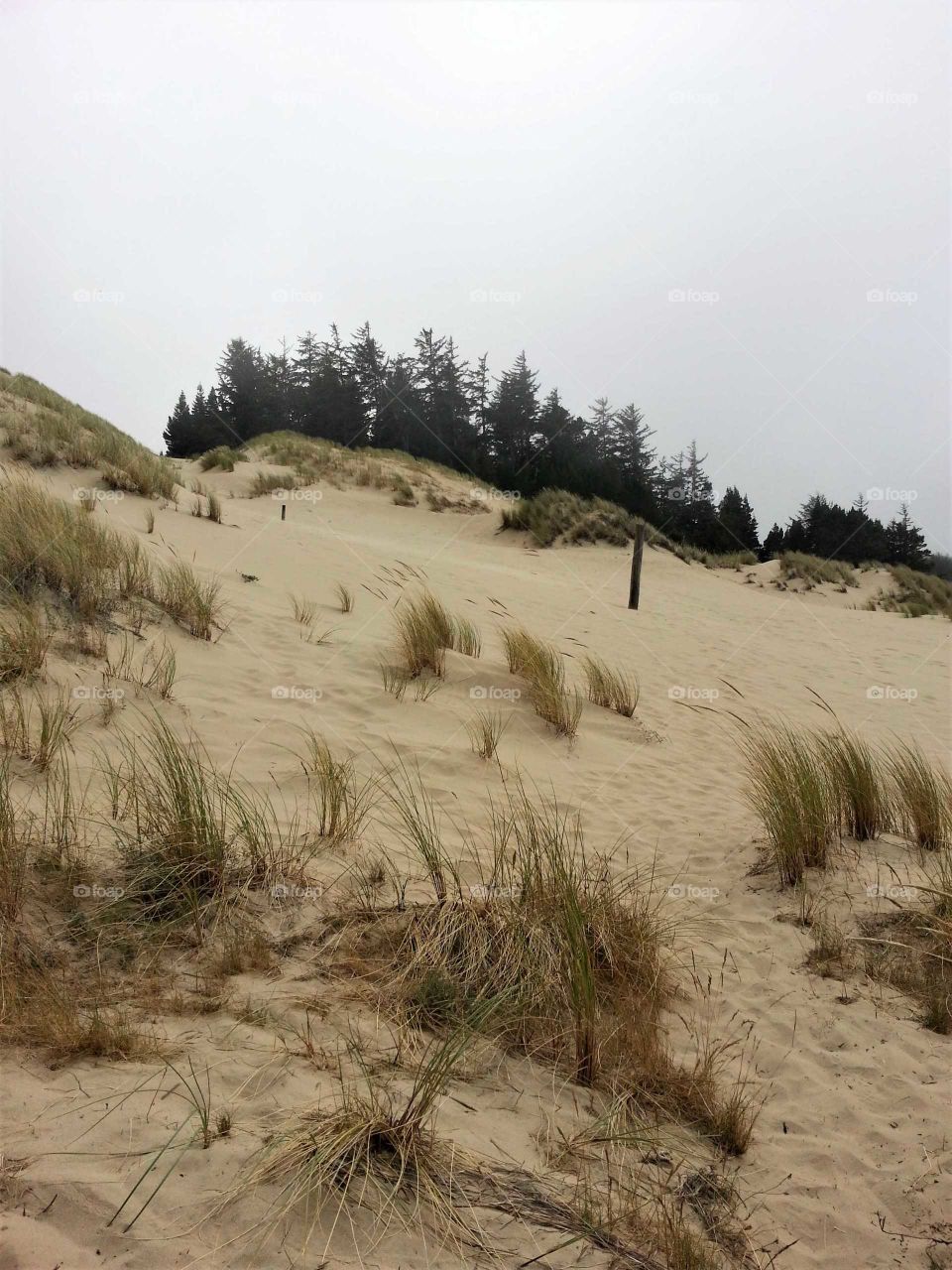 Oregon Dunes