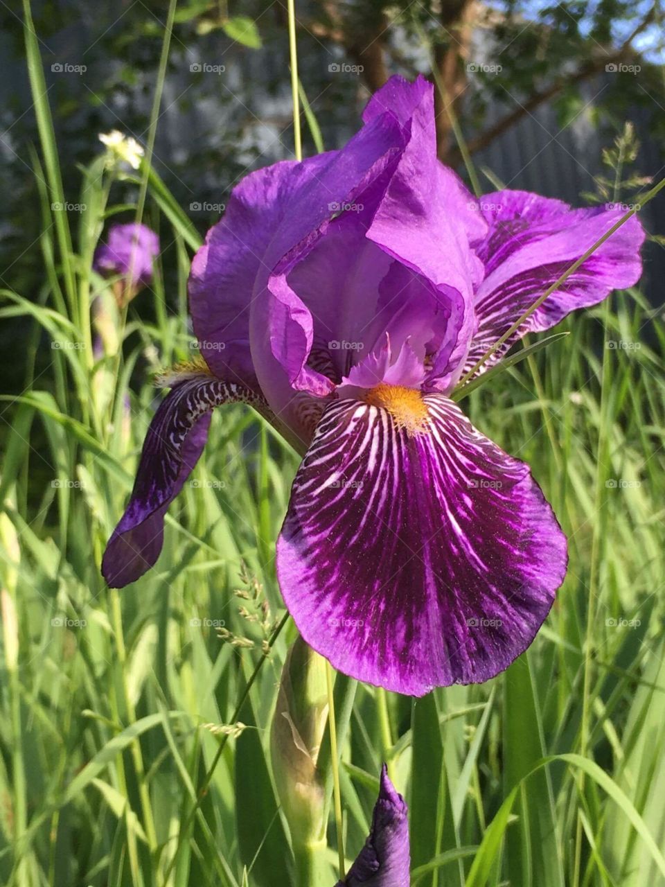 Iris
