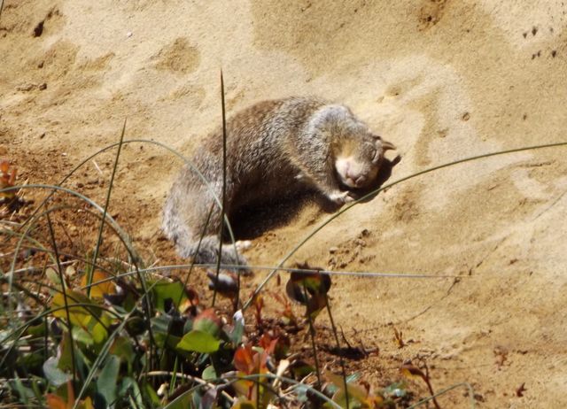 Squirrel rolling in sand
