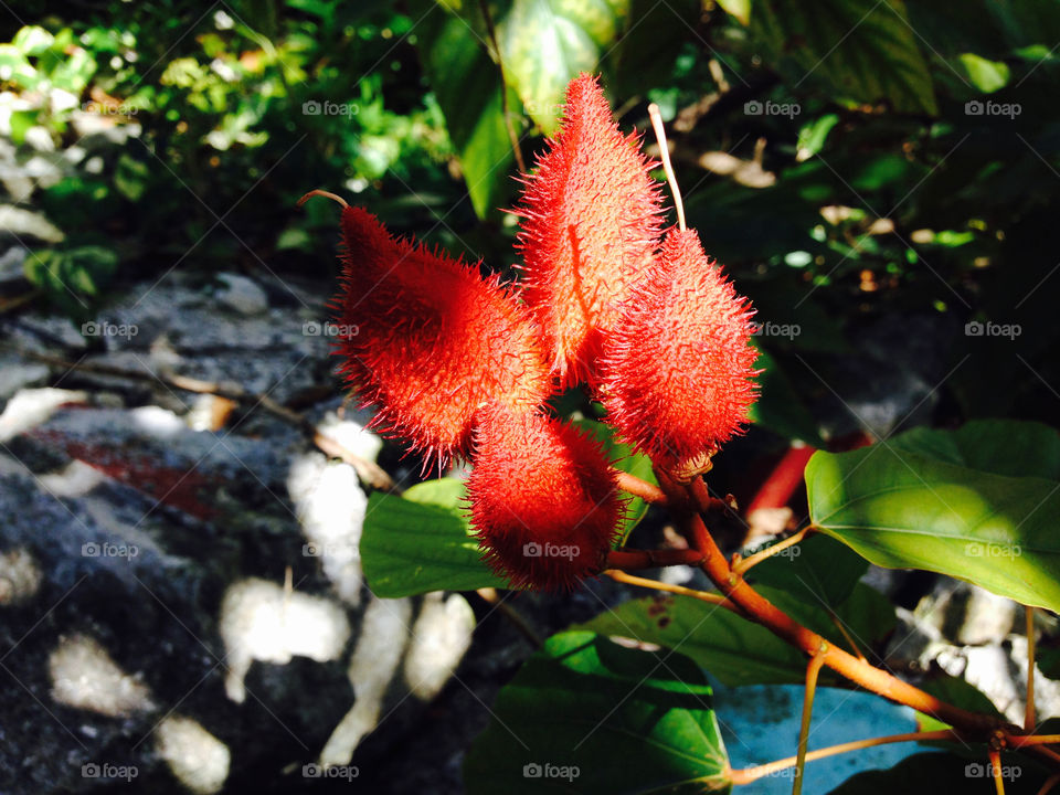 Fuzzy Red Plant in Cozumel Garden 