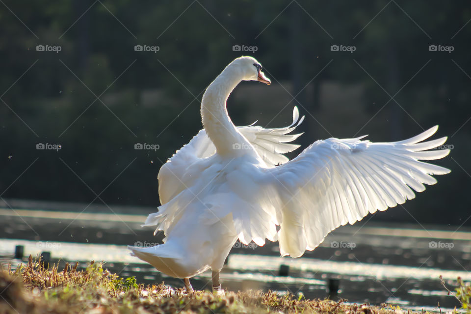 Swan