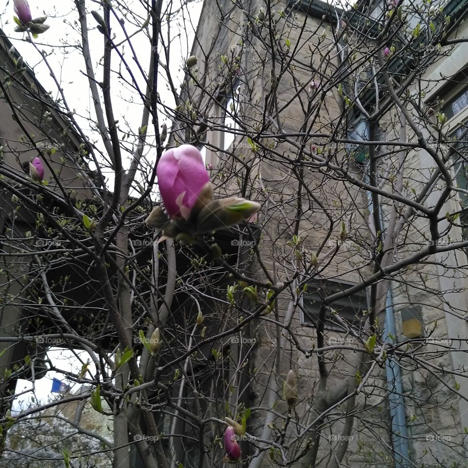 Magnolia in a church courtyard