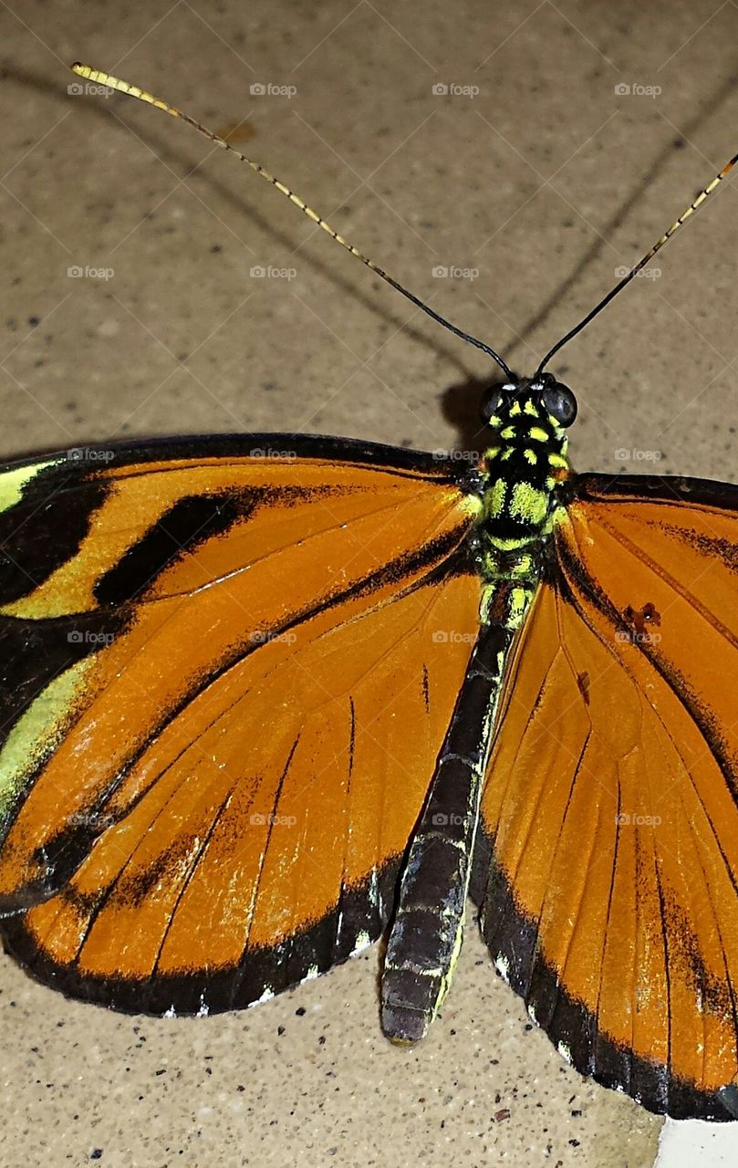 orange yellow black butterfly