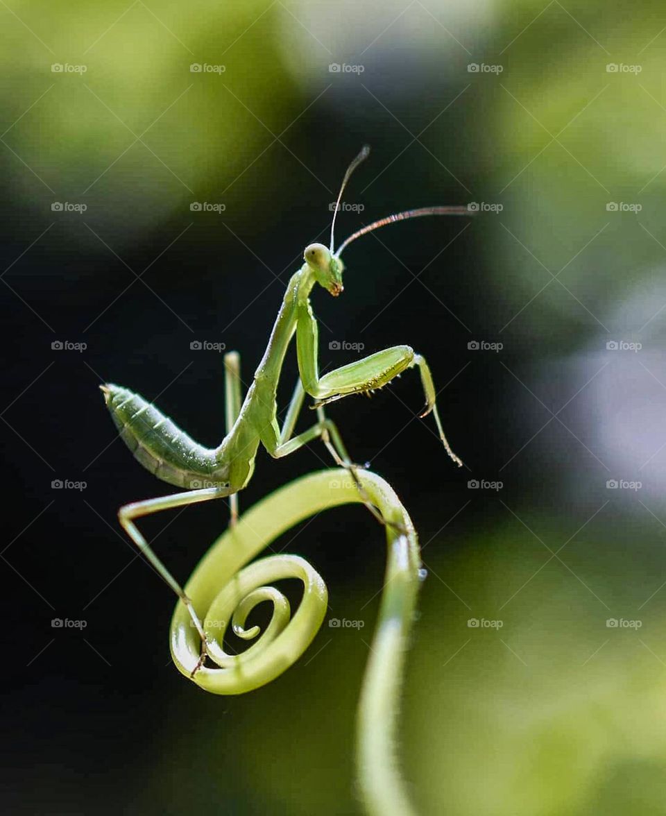 grasshopper on a leaf