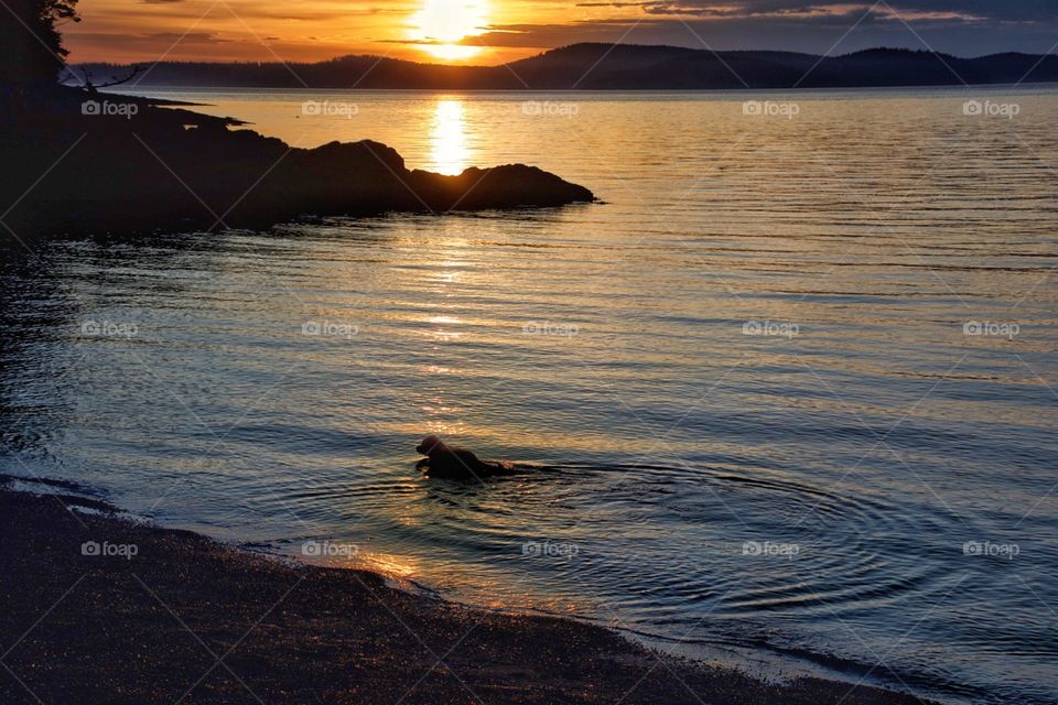 Dog in the water at sunset