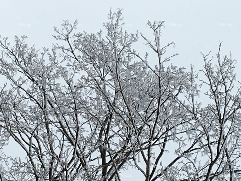 Ice storm- tree crystals 