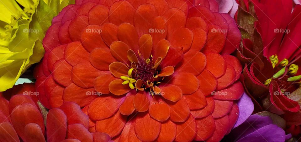 zinnia