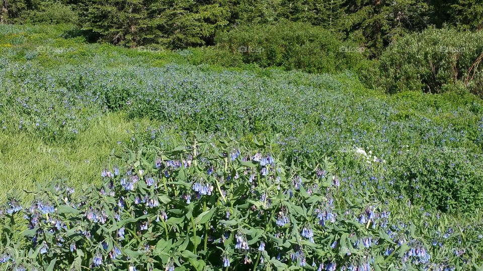 Feild of beautiful wildflowers