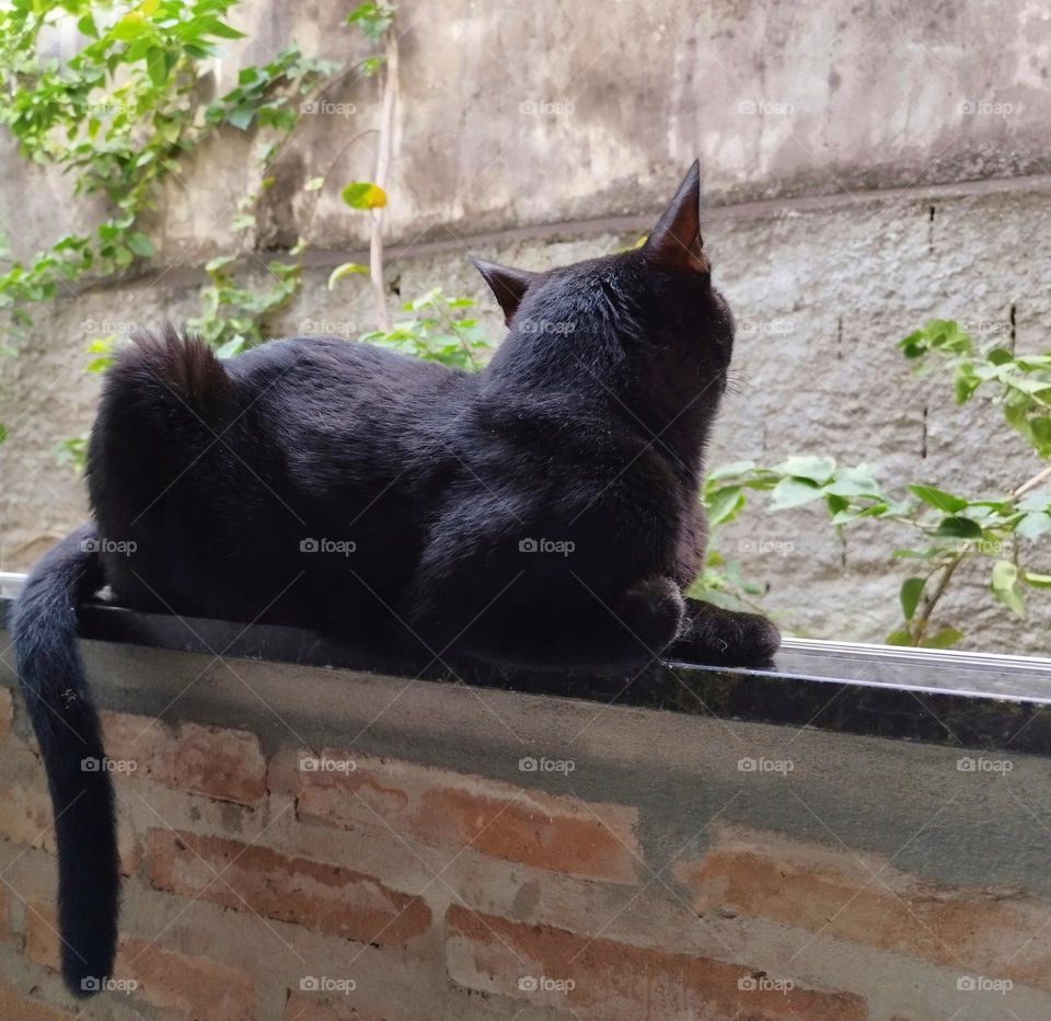 Cats are used for so many symbologies... but, in fact, they are the pure symbology of love, that's why the muzzles are heart-shaped!