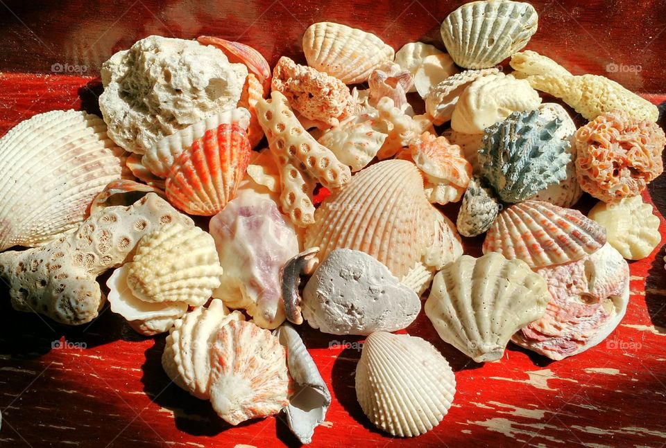 Shells in the sun