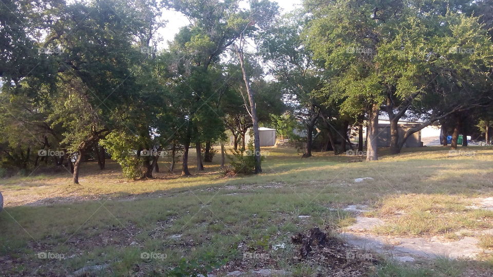 Gathering of the Trees