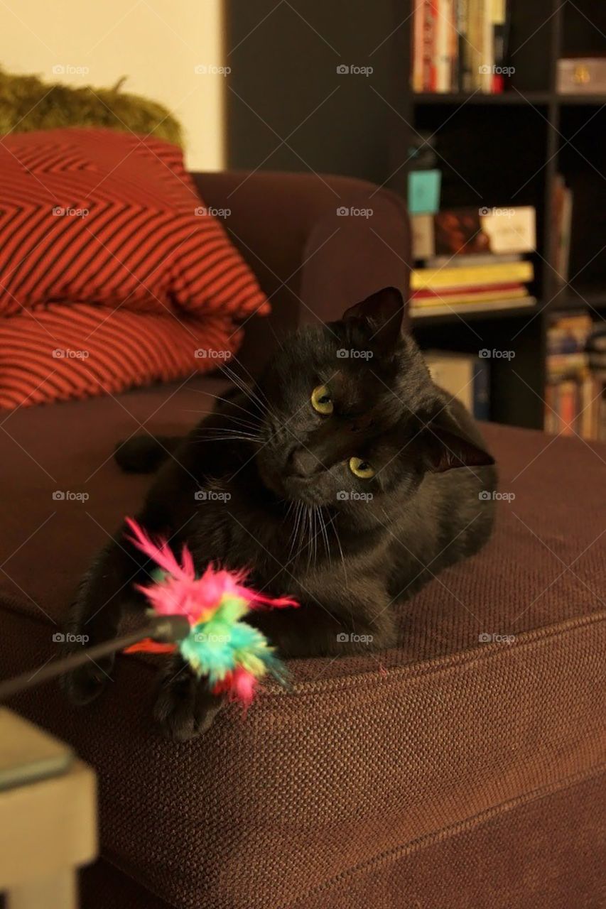 Black cat playing with feather toy