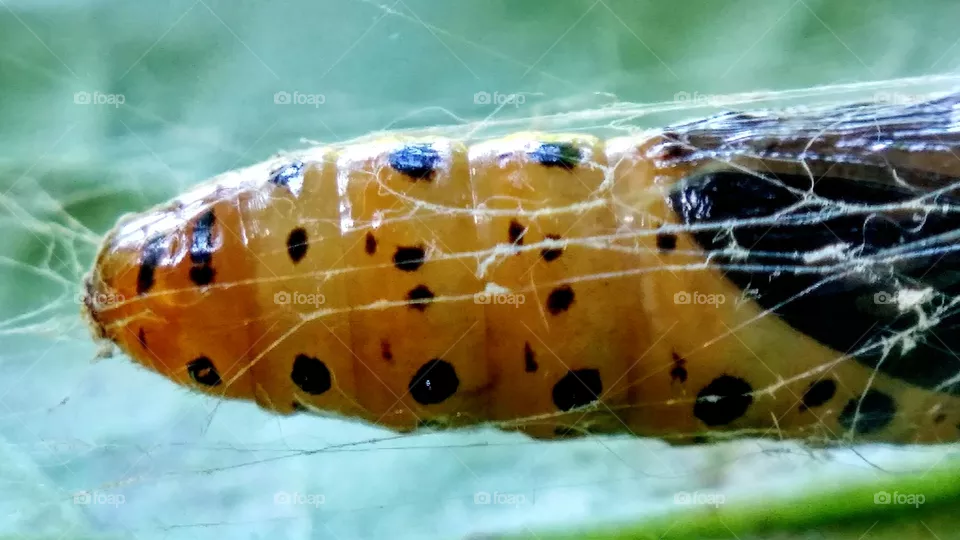 cocoon