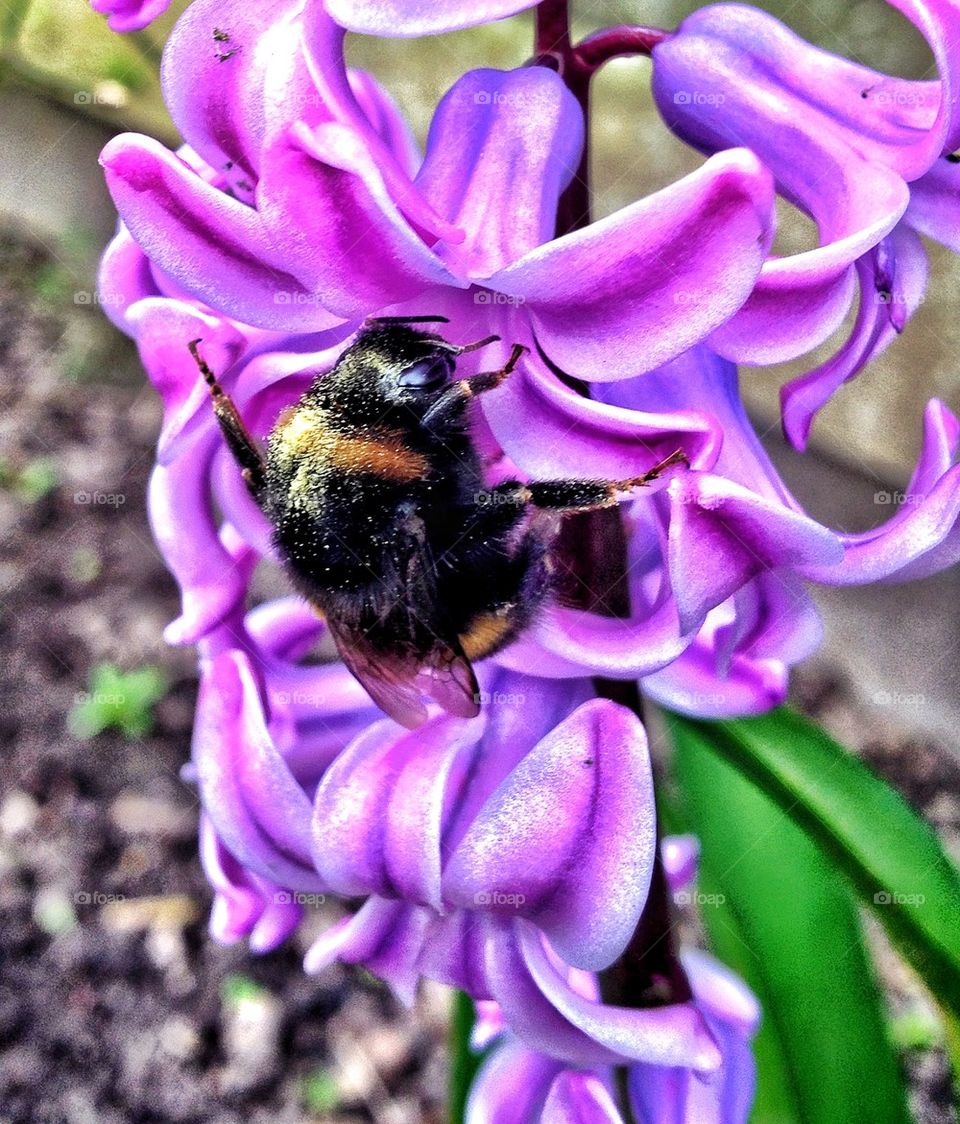 Bumblebee on flower