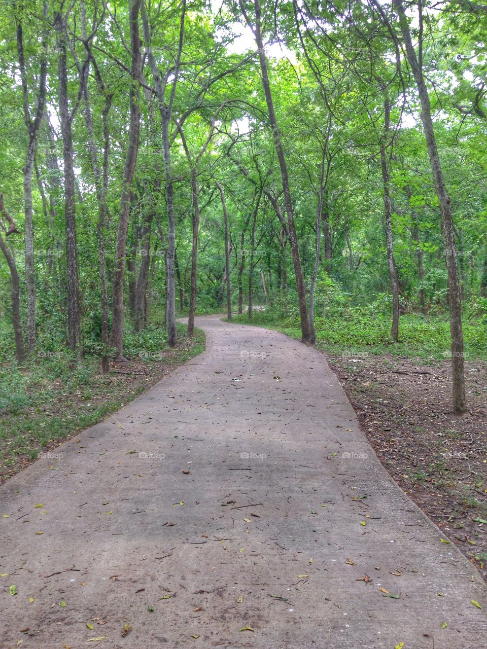 Into the woods. Tree lined walking trail at a park
