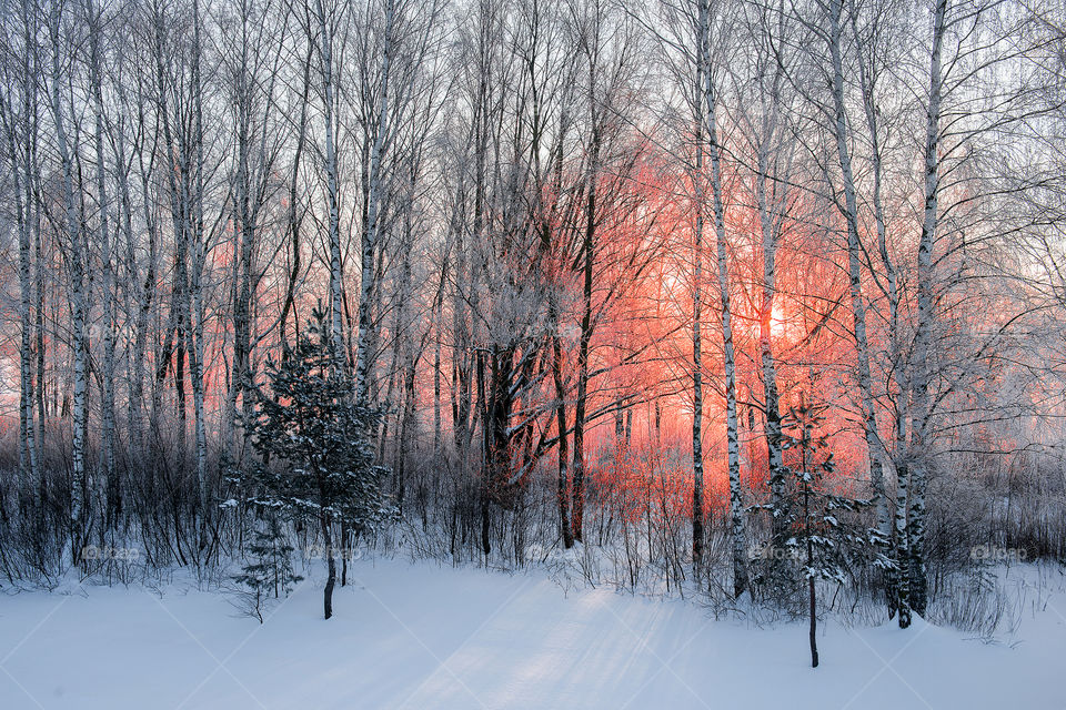Morning sun light through birches trees during winter morning