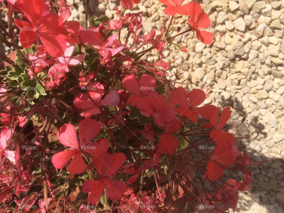 Red Flowers @ Mount Nebo