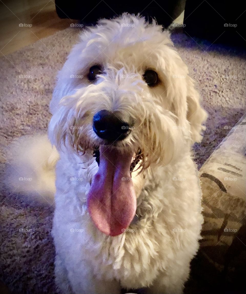 White Doodle Dog tongue hanging out