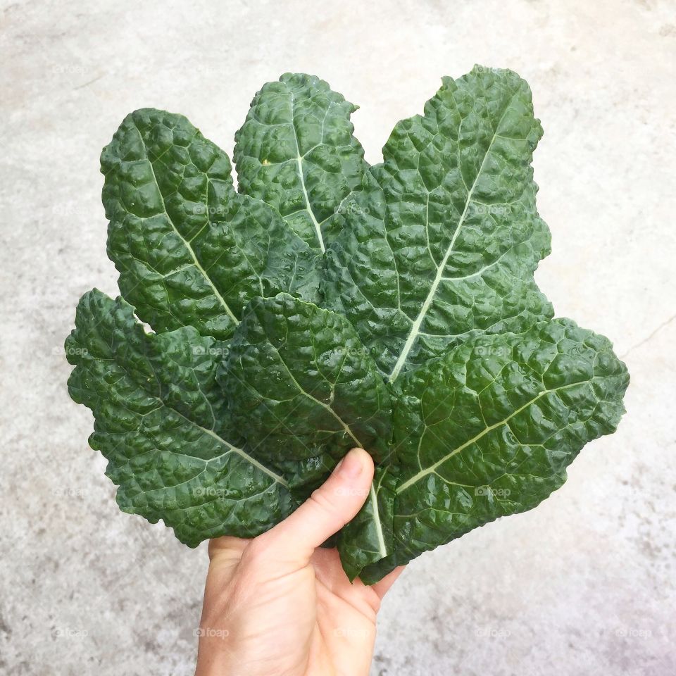 Dinosaur Kale