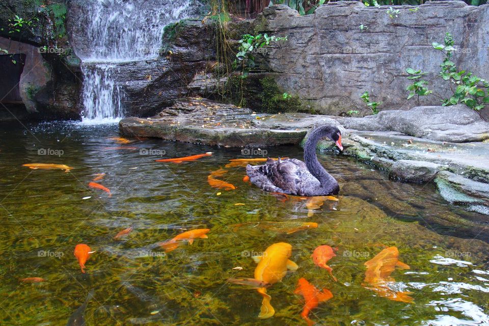 life in a small pond