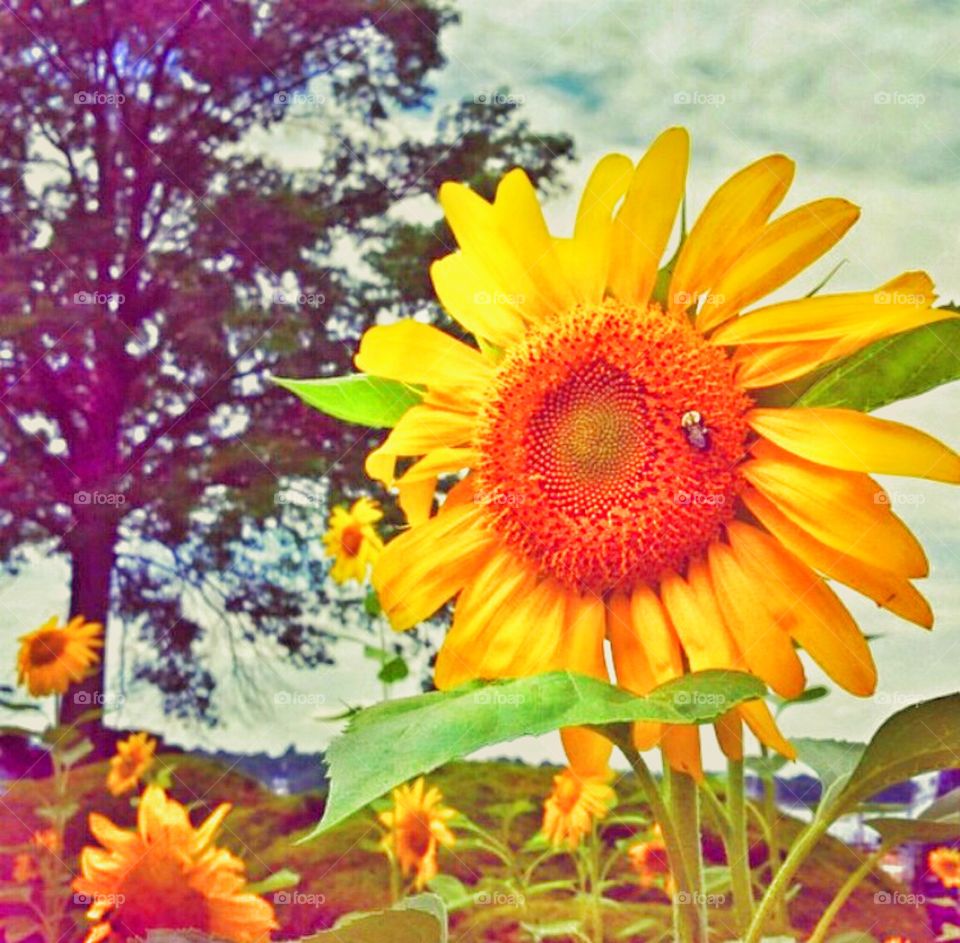 Sunflower sunshine 