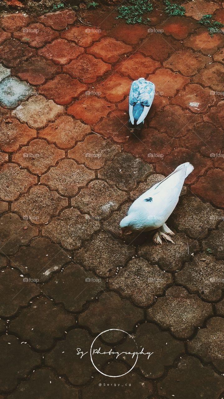 pigeon 🕊️
